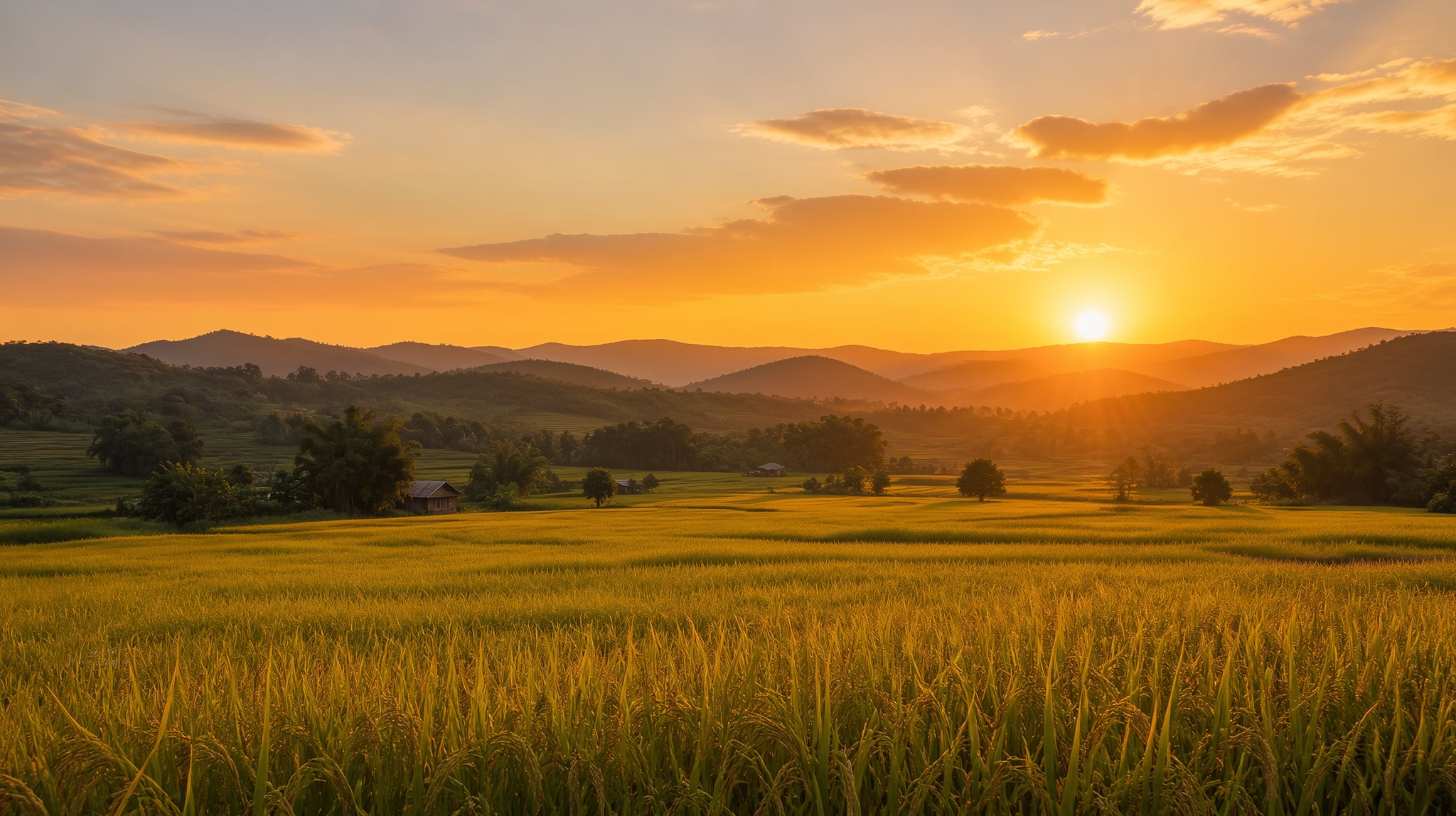 Rice field at harvest