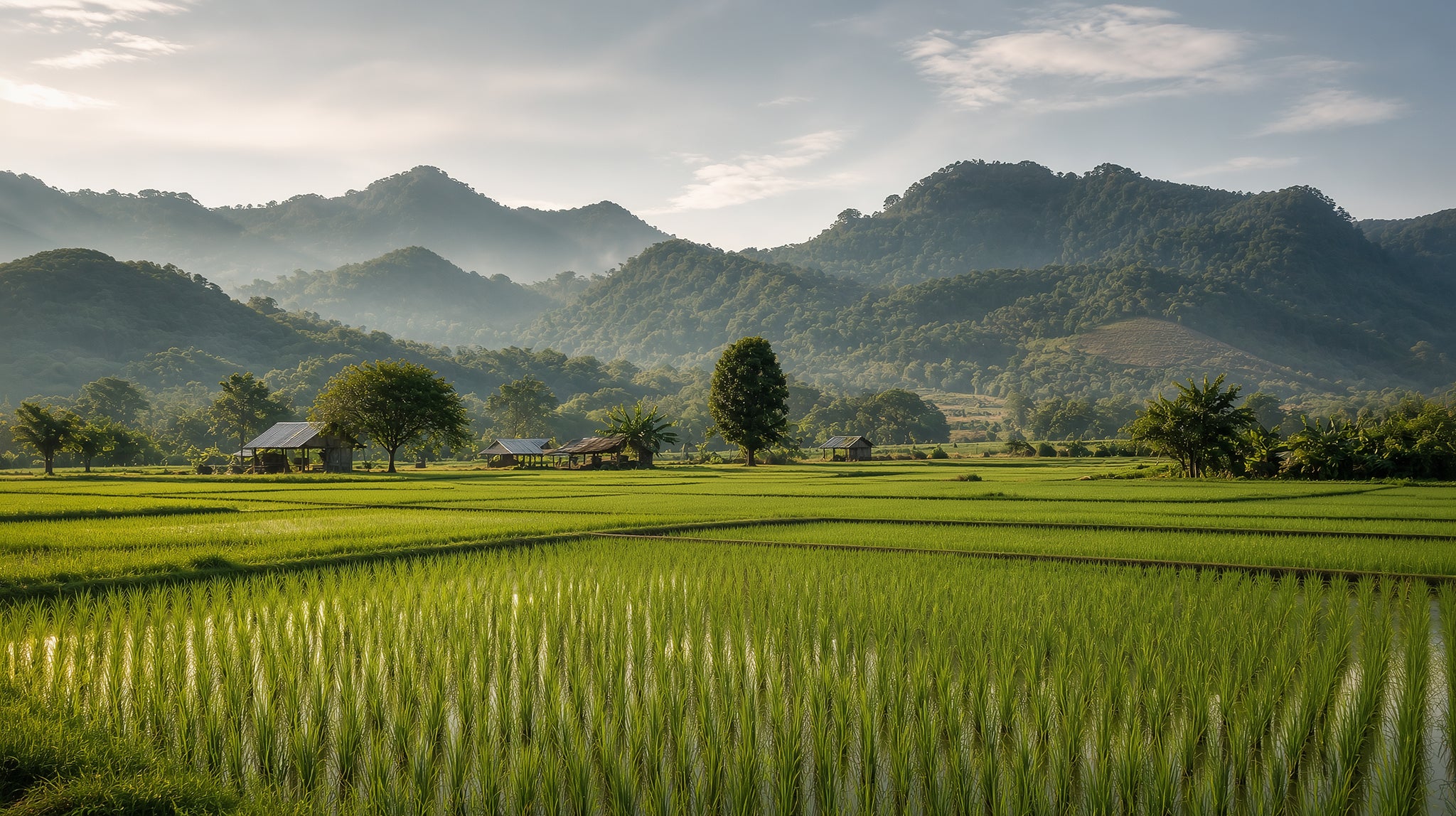 Rice field in Thailand